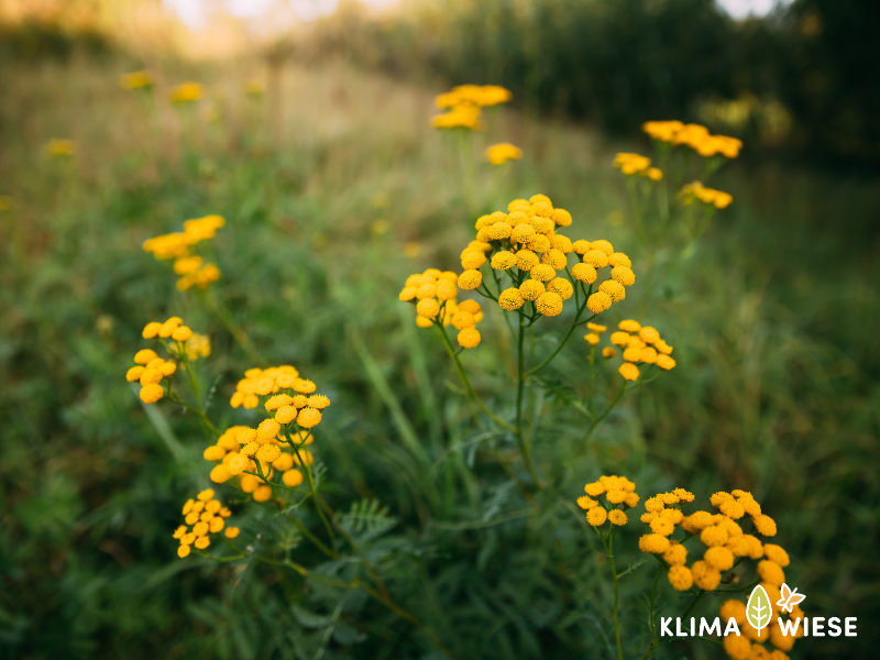 Rainfarn - Ein Wunder der Natur