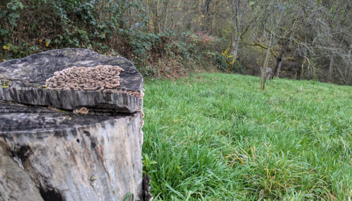 Baumpilz am Baumstumpf - Streuobstwiese Klimawiese