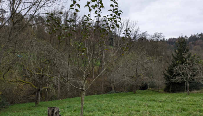 Streuobstwiese in Baach - Obsthain Baach - Klimawiese