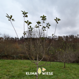 Obstbaum Patenschaft Obsthain Baach - Klimawiese