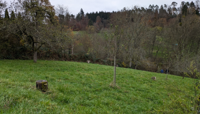 Streuobstwiese in Baach - Projekt der Klimawiese